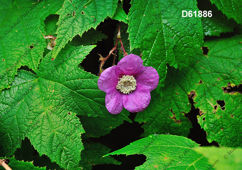 Purple-flowering Raspberry (Rubus odoratus)